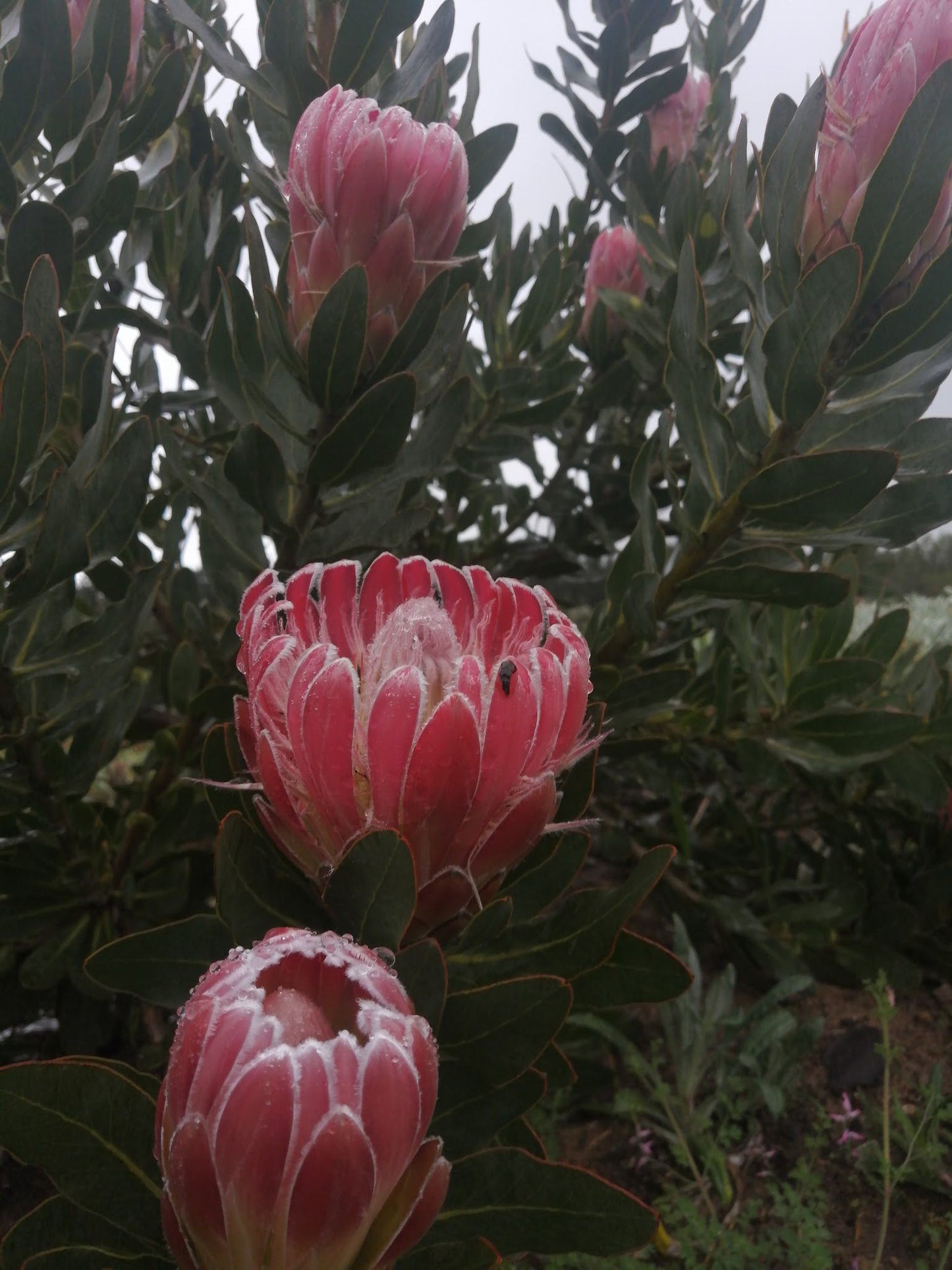 Indigenous Plant Nursery