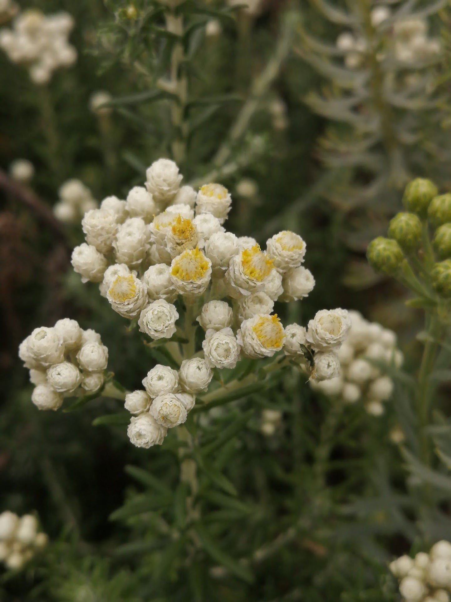 Indigenous Plant Nursery