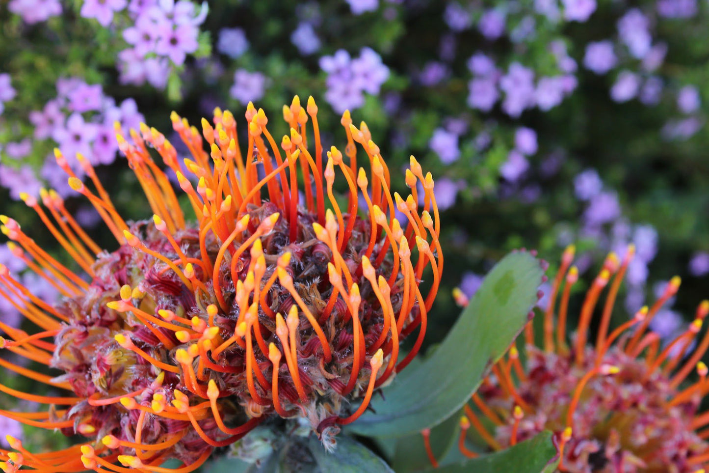 Indigenous Plant Nursery