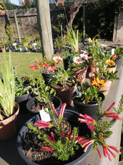 Indigenous Plant Nursery