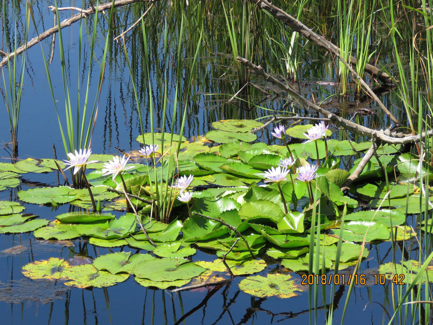 Indigenous Plant Nursery