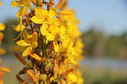 Indigenous Plant Nursery