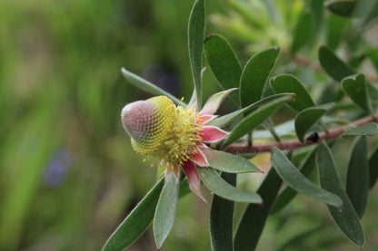 Indigenous Plant Nursery