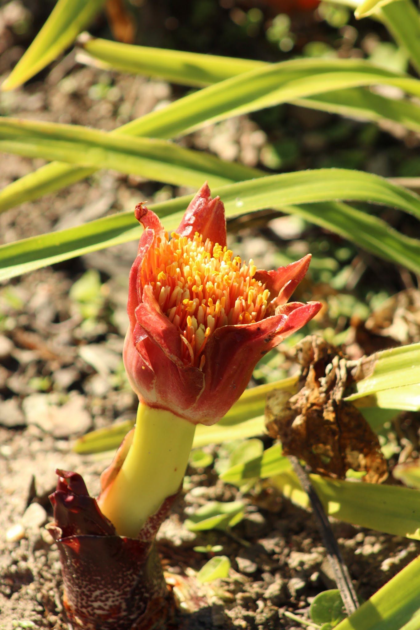 Indigenous Plant Nursery