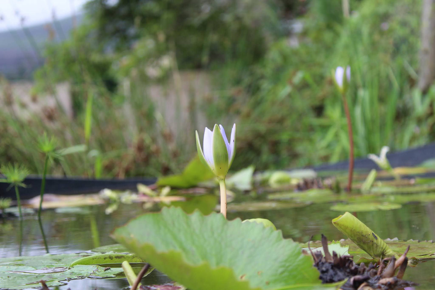 Indigenous Plant Nursery