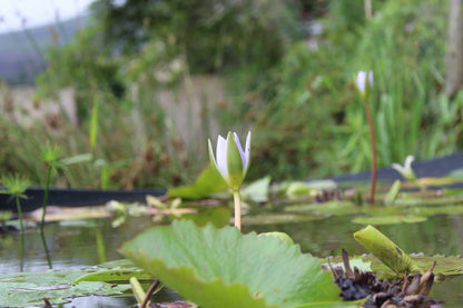 Indigenous Plant Nursery