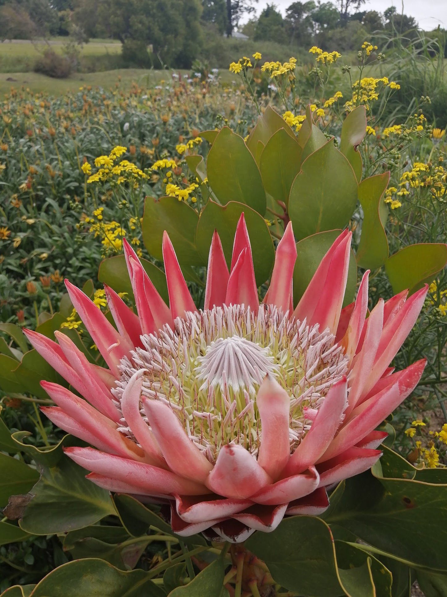 Indigenous Plant Nursery