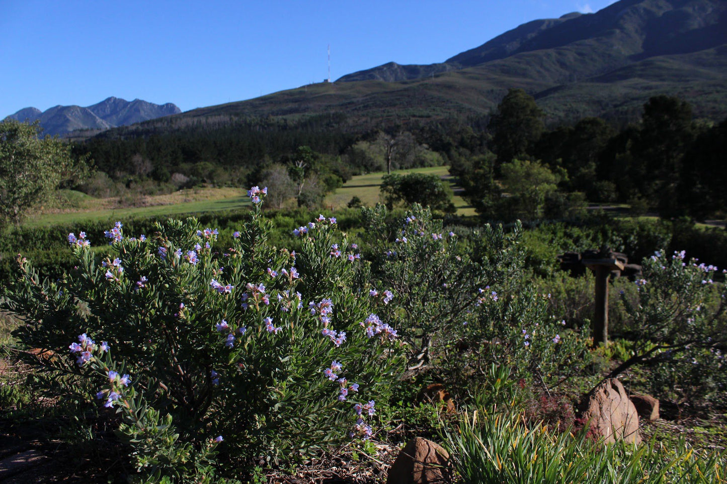 Indigenous Plant Nursery