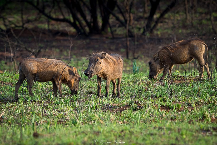  Ithala Game Reserve