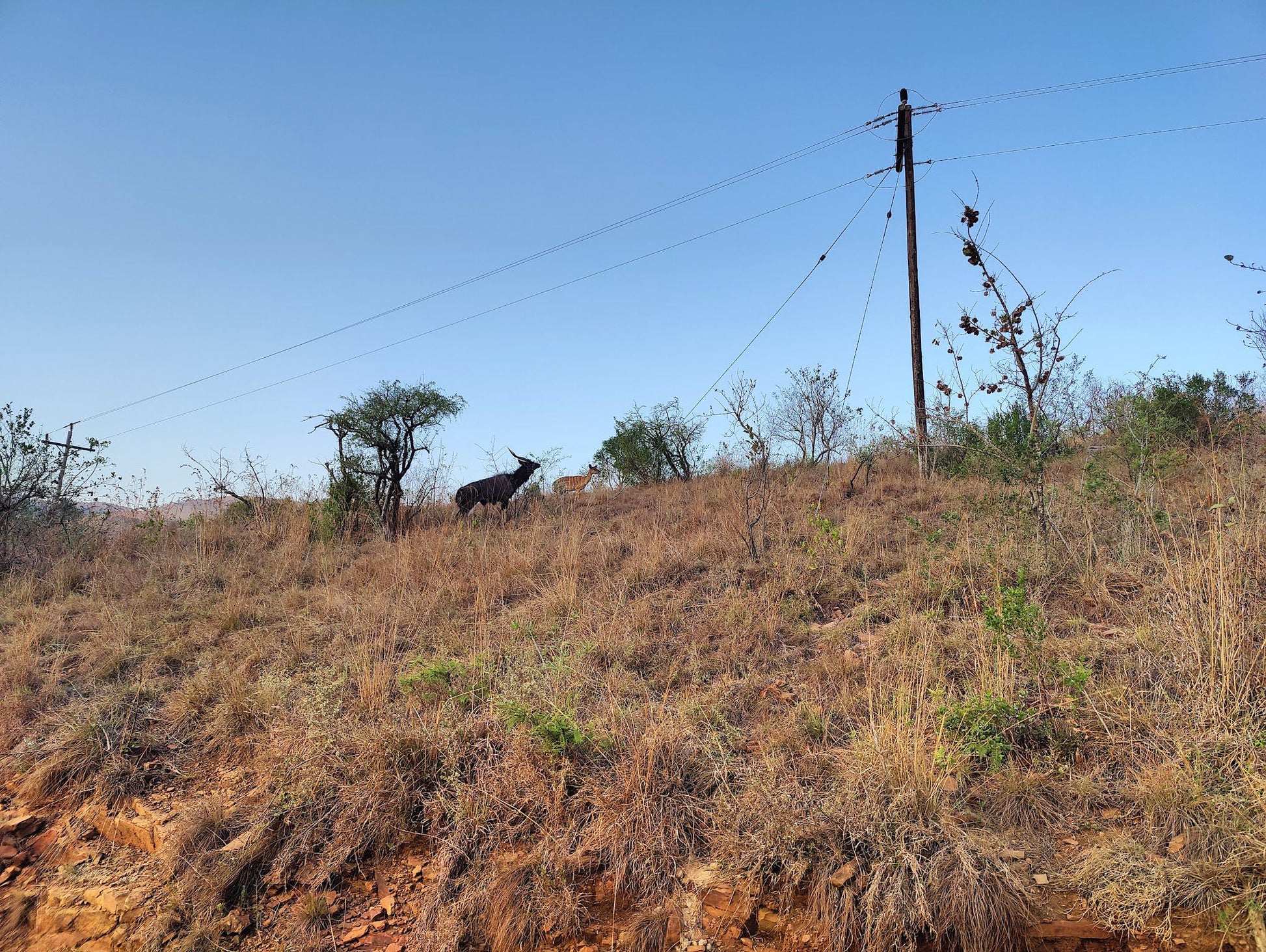  Ithala Game Reserve