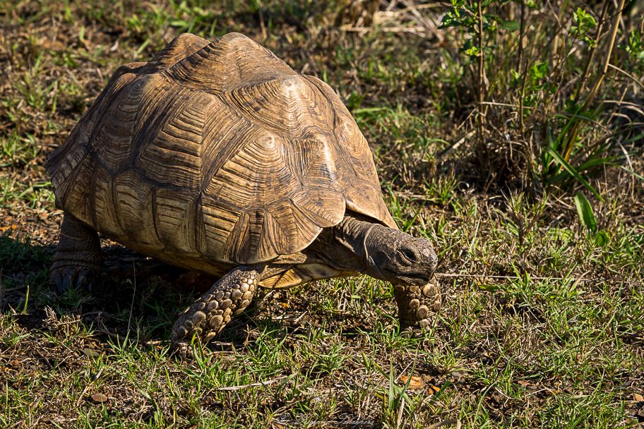  Ithala Game Reserve