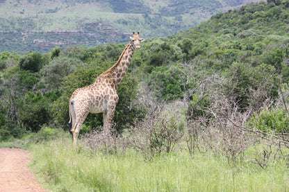  Ithala Game Reserve