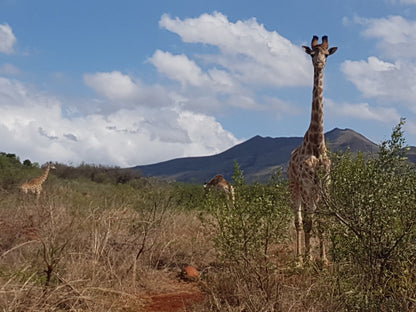  Ithala Game Reserve