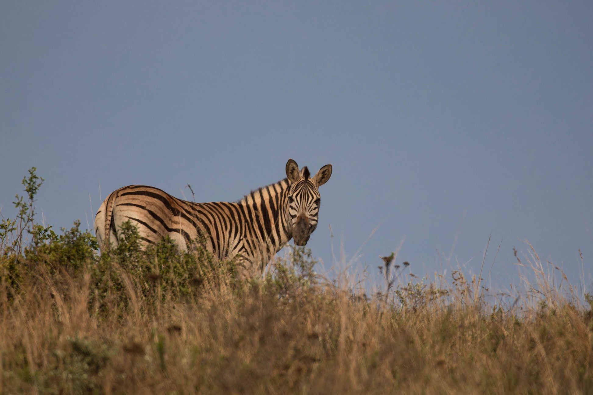  Ithala Game Reserve