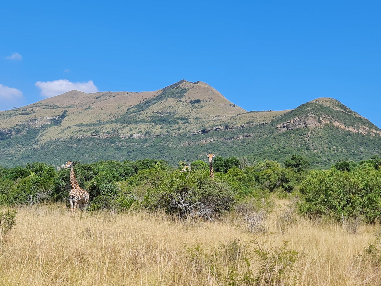  Ithala Game Reserve