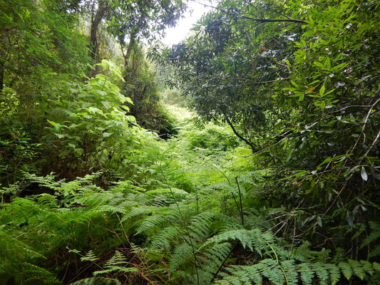  Jubilee Creek Picnic Site