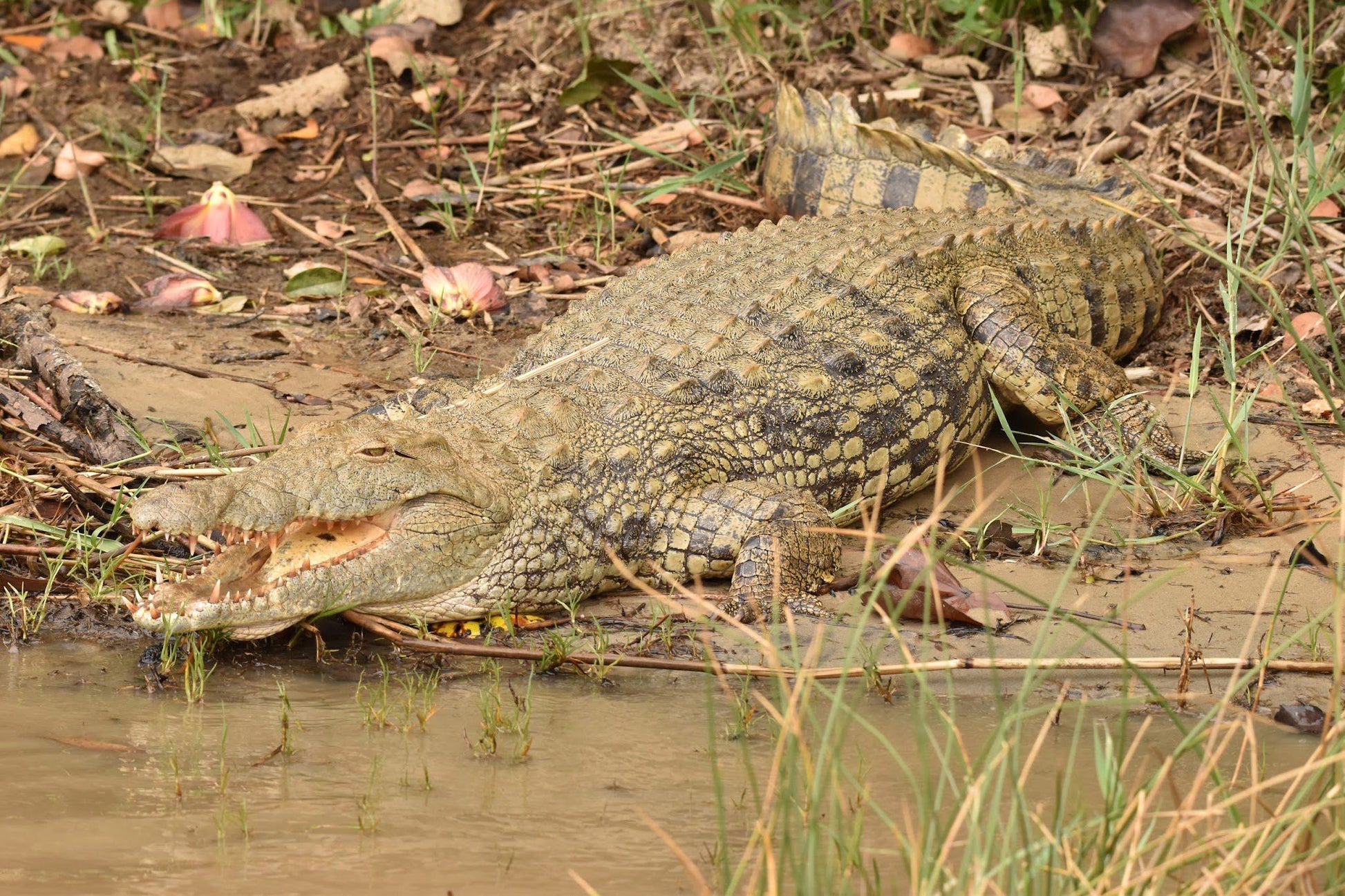  KZN Wildlife