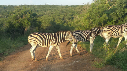  KZN Wildlife