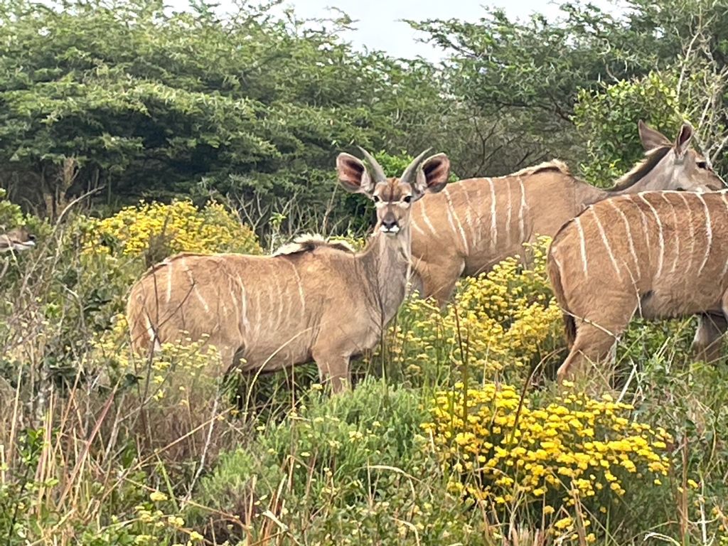  KZN Wildlife