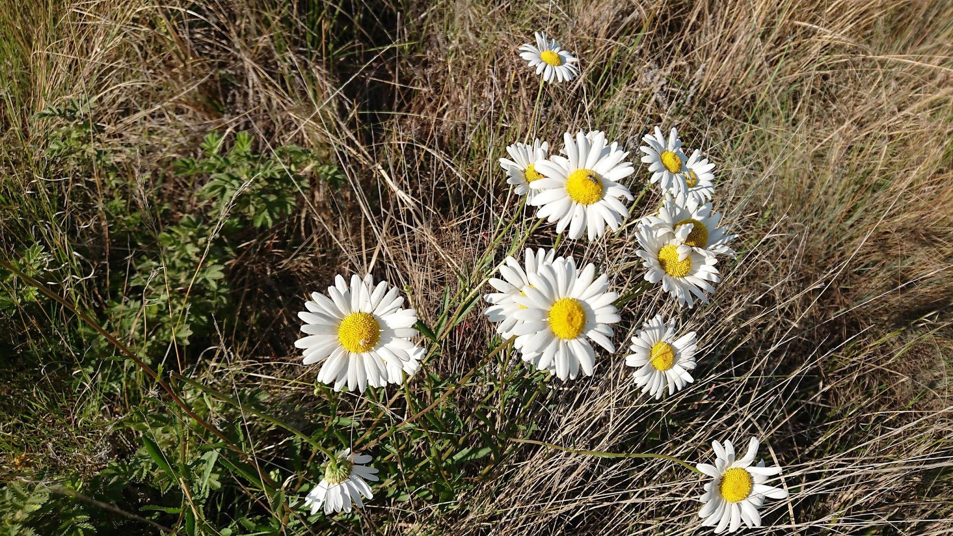  Kamberg Nature Reserve