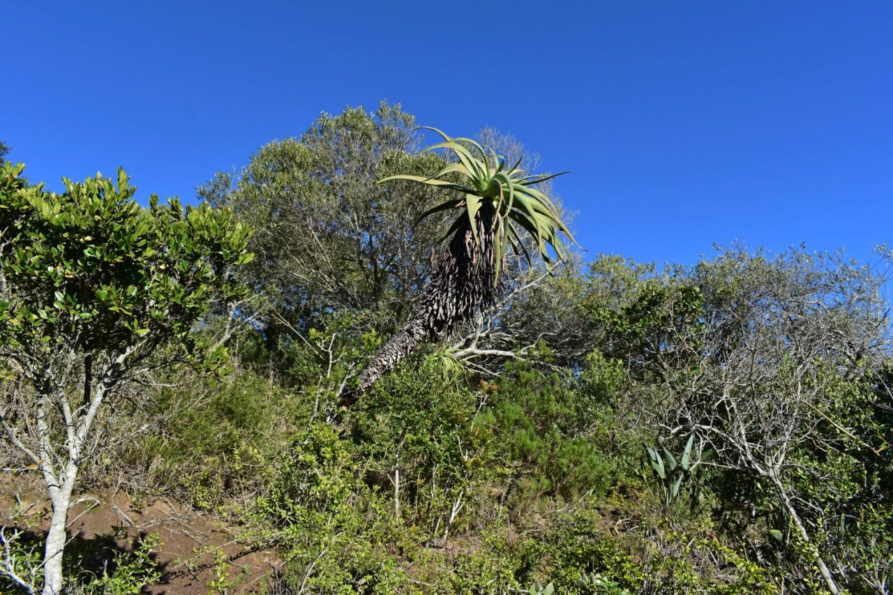  Kap River Conservancy