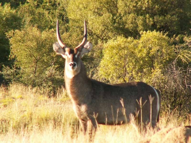 Kareedal Lodge Aliwal North Eastern Cape South Africa Sepia Tones, Deer, Mammal, Animal, Herbivore