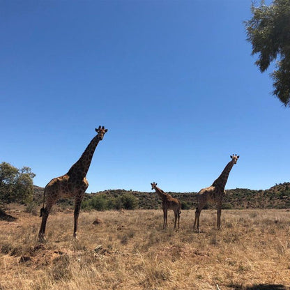 Kareedal Lodge Aliwal North Eastern Cape South Africa Complementary Colors, Giraffe, Mammal, Animal, Herbivore