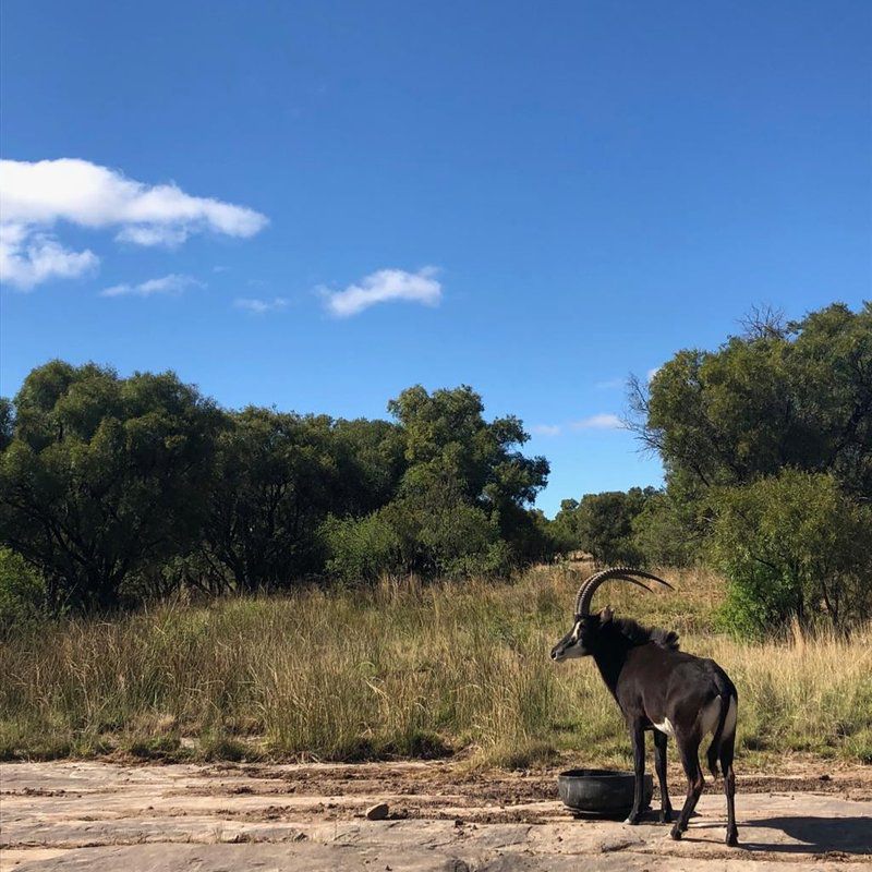 Kareedal Lodge Aliwal North Eastern Cape South Africa Complementary Colors, Animal, Lowland, Nature