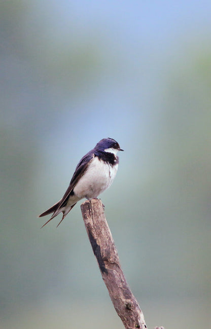  Karkloof Conservation Centre