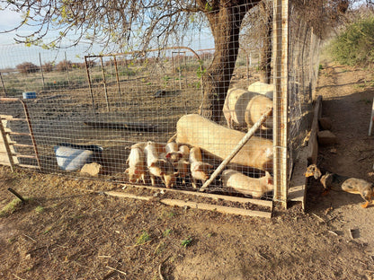  Karoo Gariep Nature Reserve