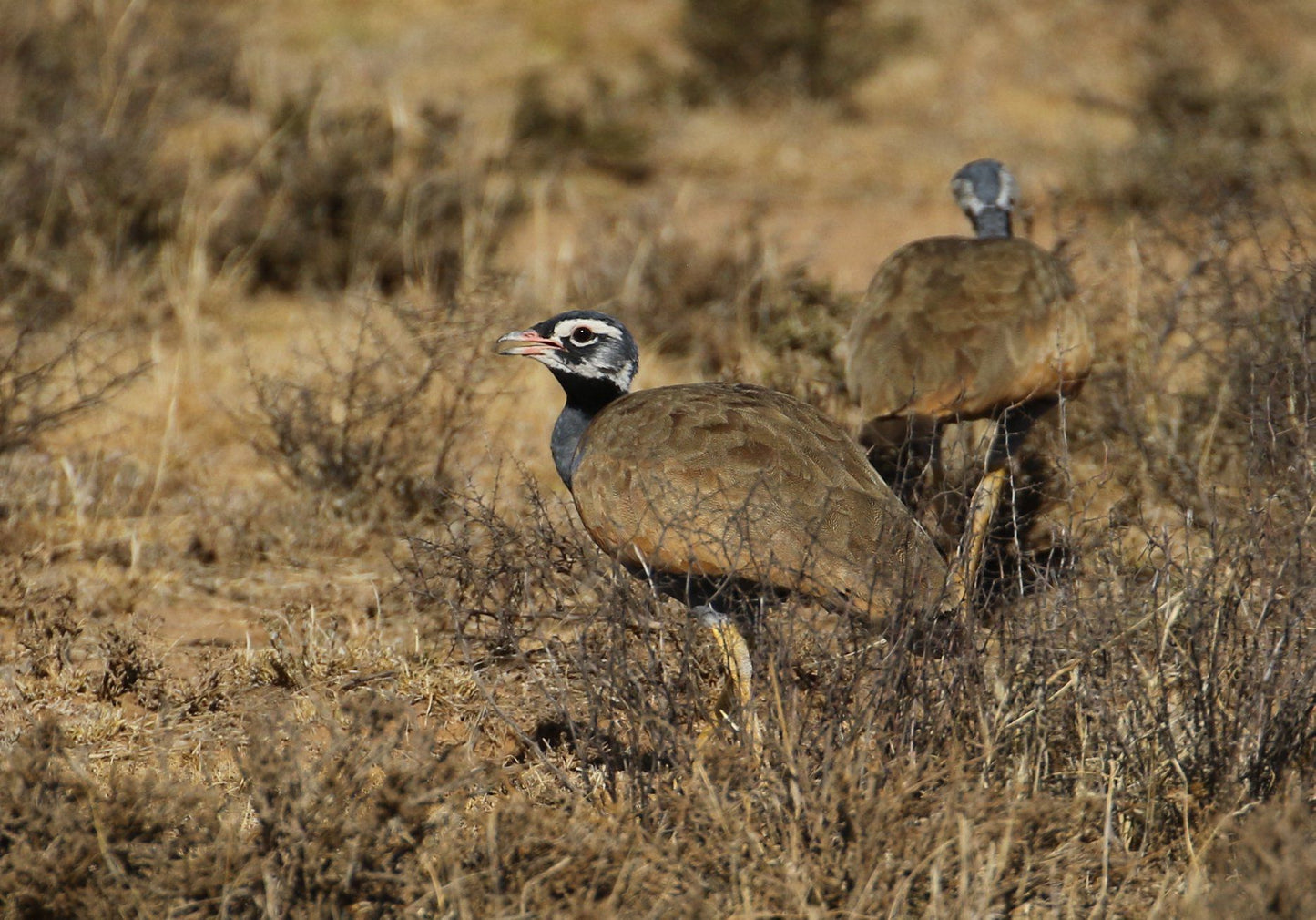  Karoo Gariep Nature Reserve