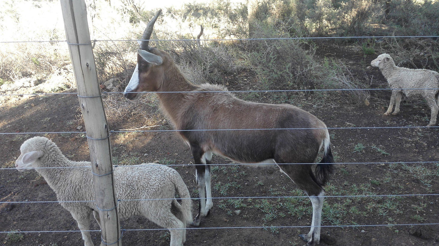  Karoo Gariep Nature Reserve