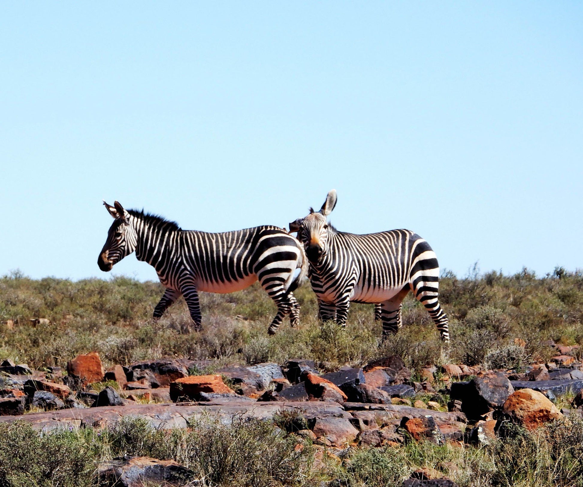  Karoo National Park