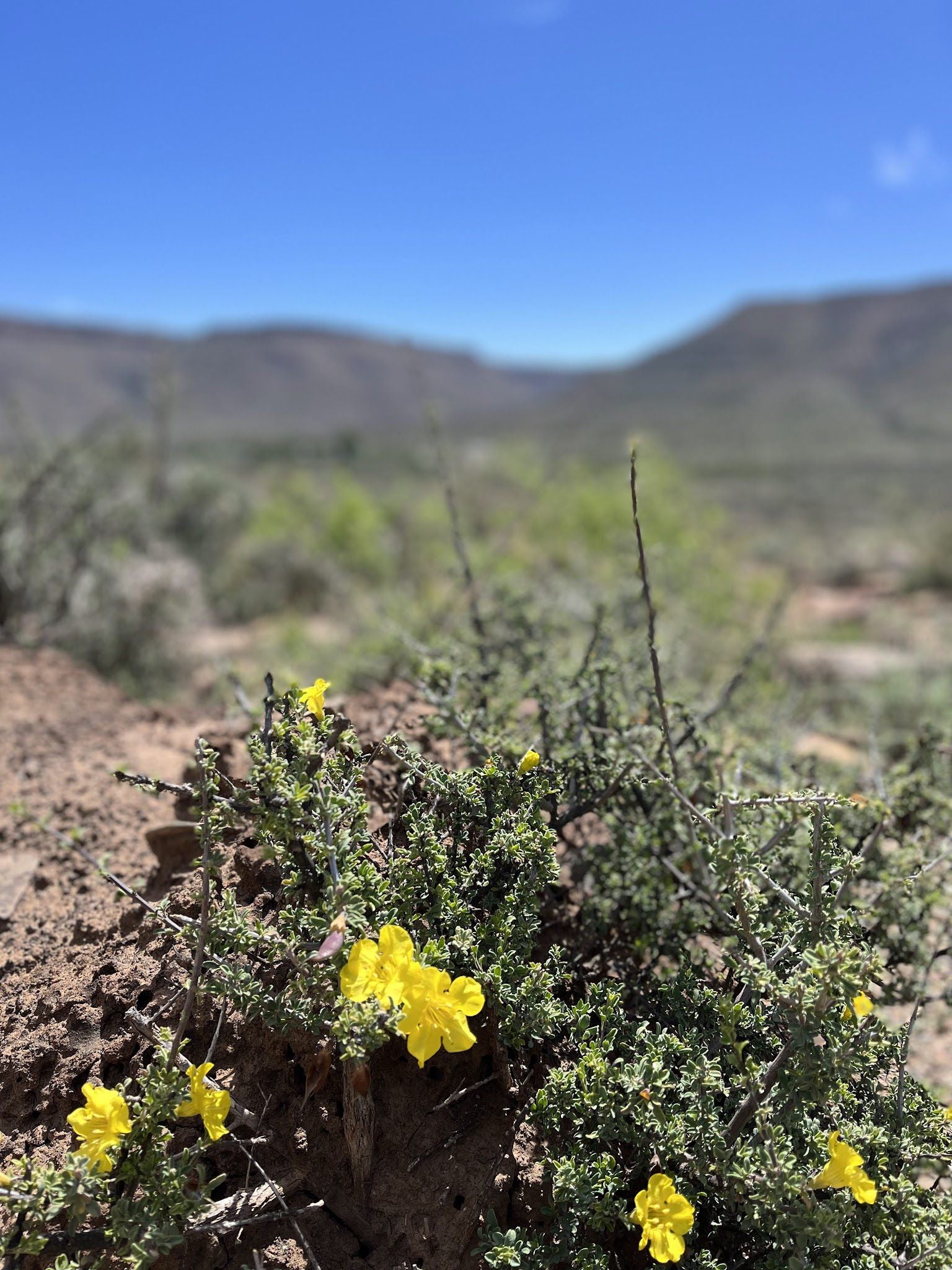  Karoo National Park