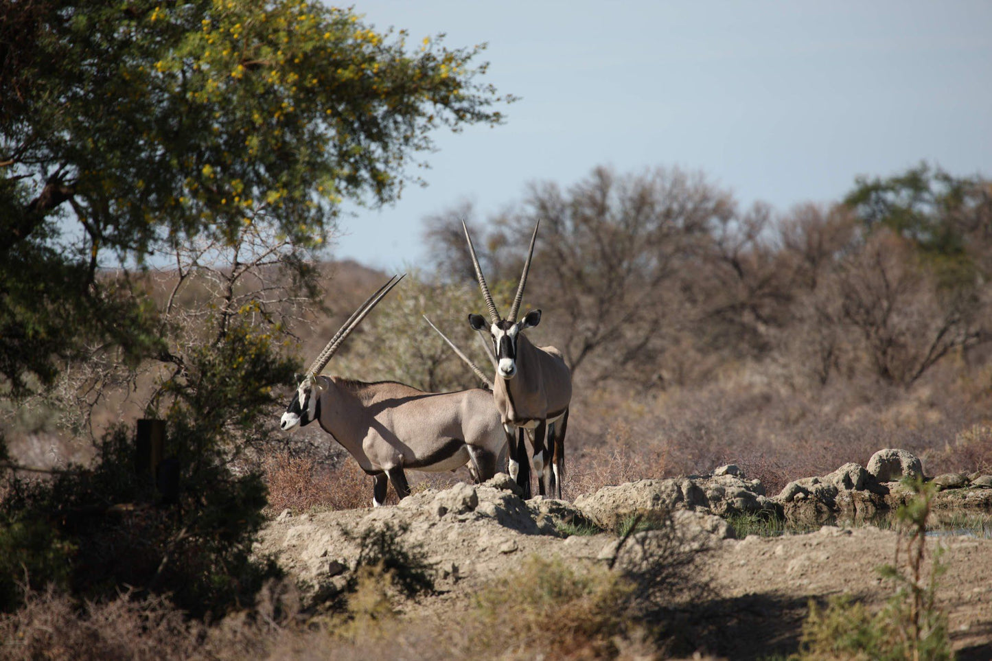  Karoo National Park