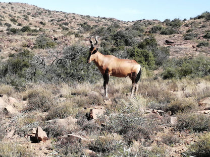  Karoo National Park