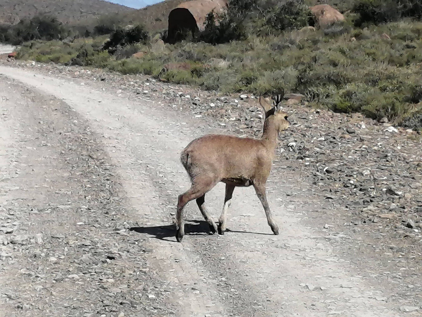  Karoo National Park