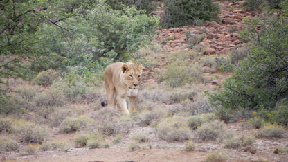  Karoo National Park