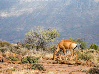  Karoo National Park