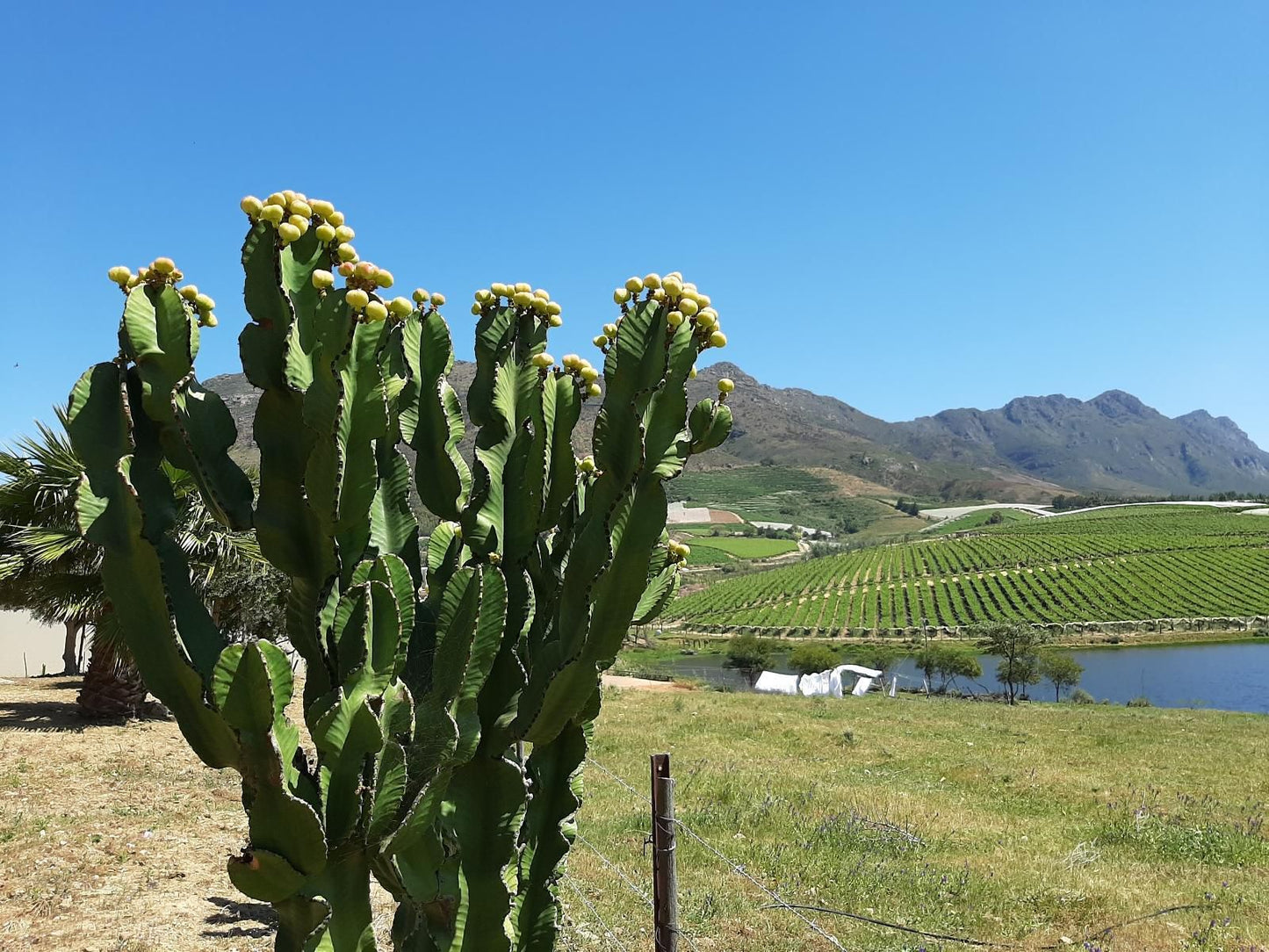 Keerweder Place Of Homecoming And Tranquility Riebeek West Western Cape South Africa Complementary Colors, Cactus, Plant, Nature