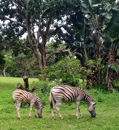  Kenneth Stainbank Nature Reserve