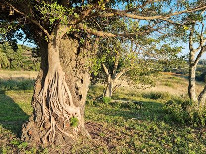  Kenneth Stainbank Nature Reserve