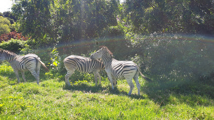  Kenneth Stainbank Nature Reserve