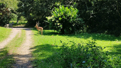  Kenneth Stainbank Nature Reserve