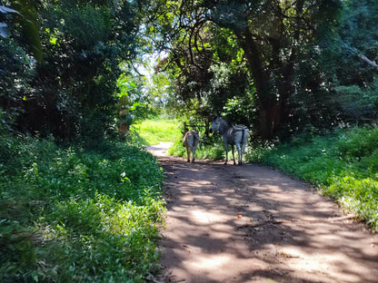  Kenneth Stainbank Nature Reserve