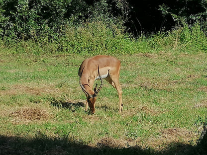  Kenneth Stainbank Nature Reserve