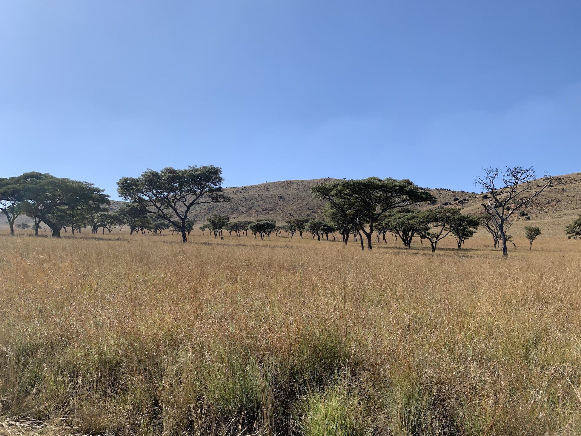  Kgaswane Nature Reserve Rustenburg