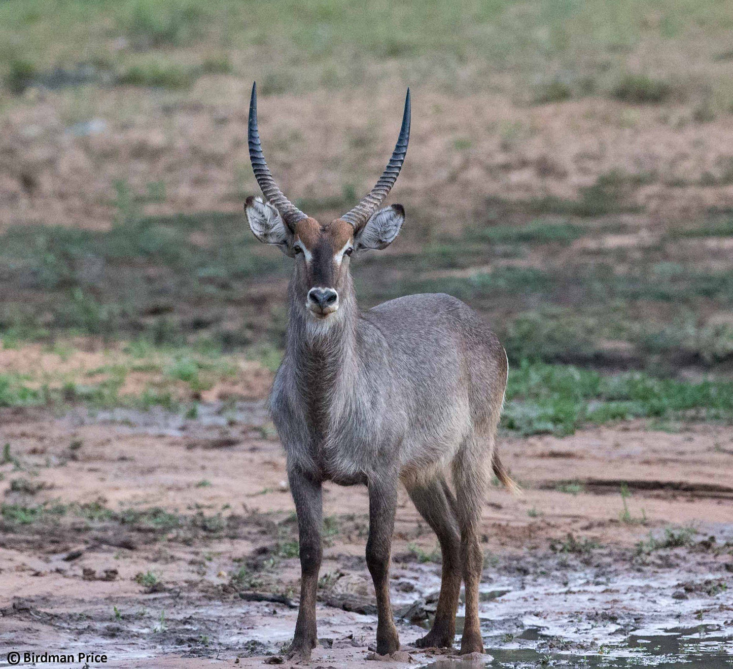  Khaya Ndlovu Game Reserve