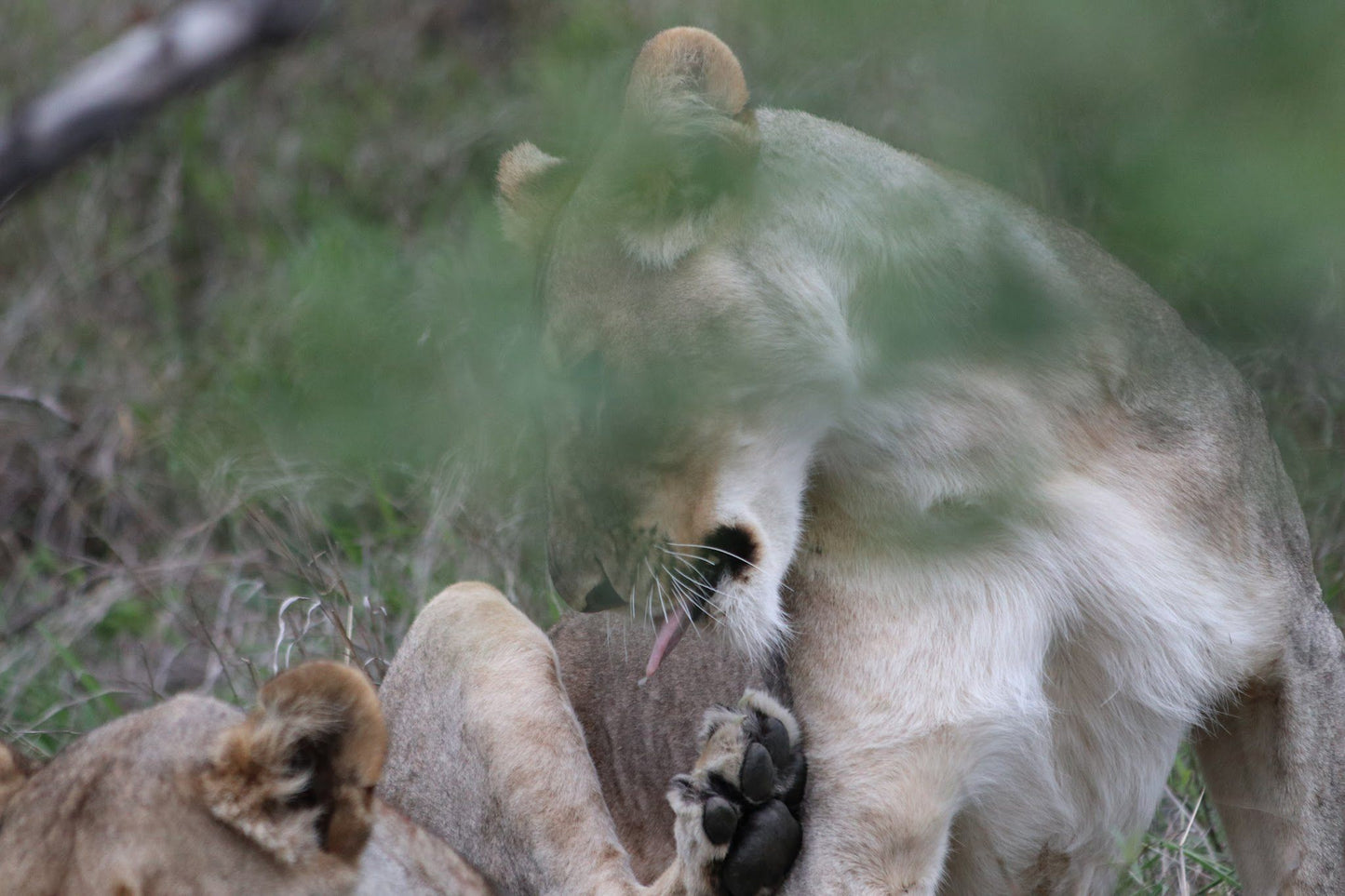  Khaya Ndlovu Game Reserve