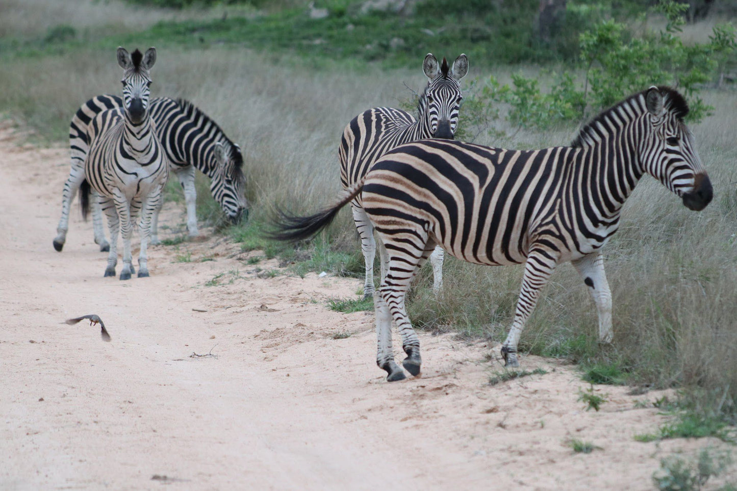  Khaya Ndlovu Game Reserve